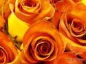 rose-persianv_(206).jpg