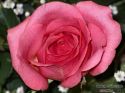 rose-persianv_(212).jpg