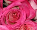 rose-persianv_(250).jpg