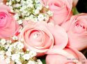 rose-persianv_(414).jpg