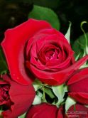 rose-persianv_(460).jpg