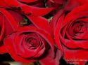 rose-persianv_(377).jpg