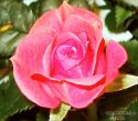 rose-persianv_(395).jpg