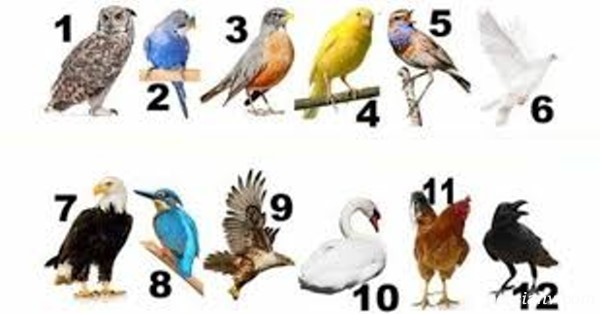 شخصیت شناسی با پرنده ماه تولد شما