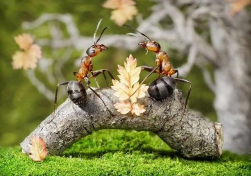 معمای سه مورچه در حال حرکت با جواب