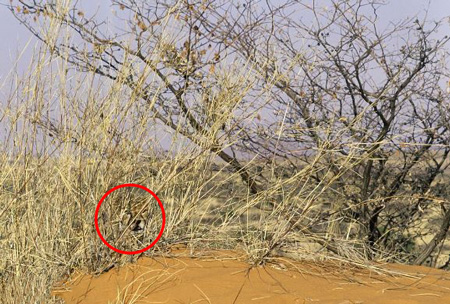 تست هوش تصویری اختلاف تصاویر تست هوش تصویری اختلاف تصاویر