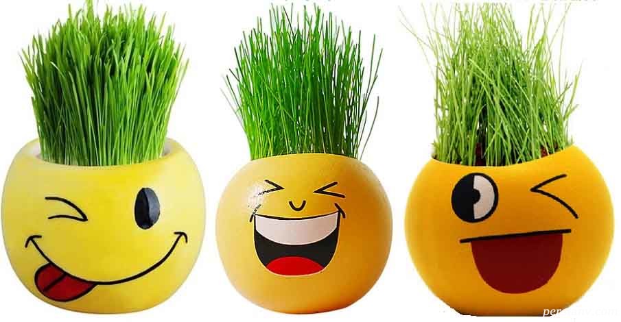 زرد نشدن سبزه زرد نشدن سبزه