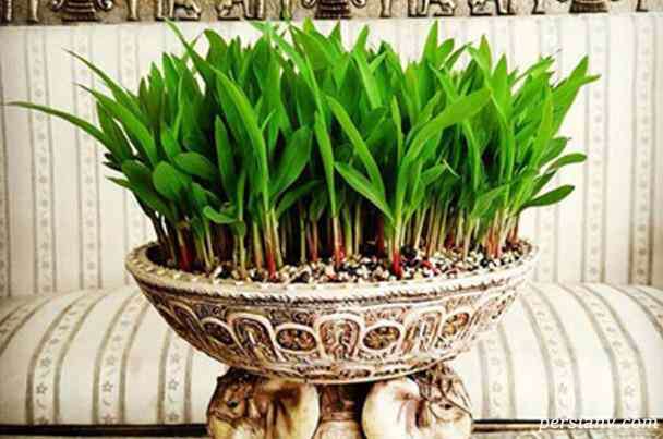 چطور سبزه هفت سین را آماده کنیم