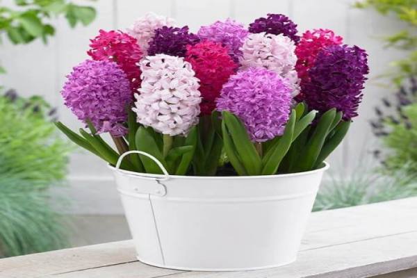 راهنمای پرورش گل سنبل