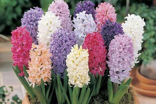راهنمای پرورش گل سنبل