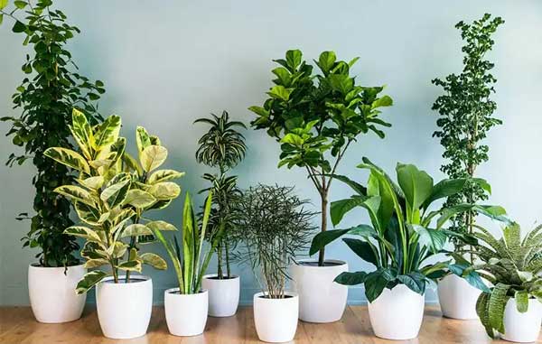 چگونه گیاهان داخل خانه خود را زنده نگه دارید؟