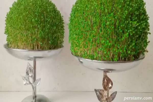 روش کاشت سبزه تخم شربتی