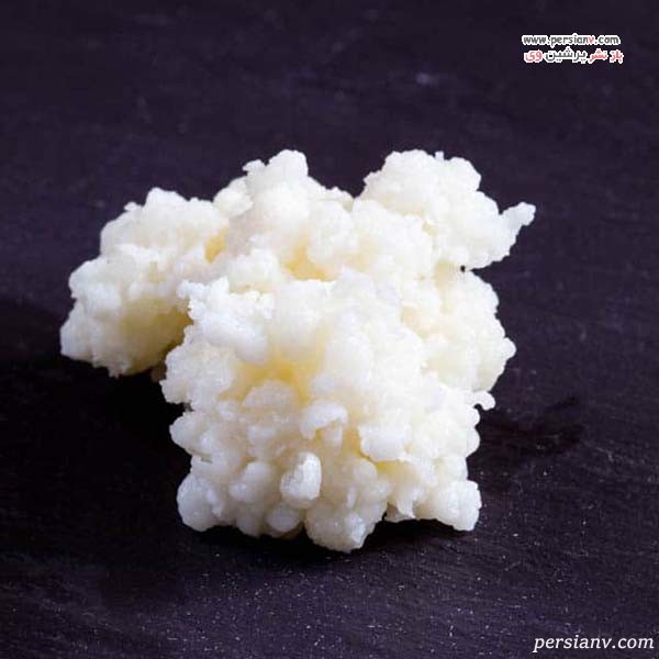 دانه کفیر یا قارچ کفیر تازه طرز تهیه کفیر