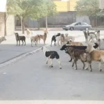 راز مرگ پسربچه ۴ساله در تبریز فاش شد / پایان غم‌انگیز مبارزه با مرگ + عکس