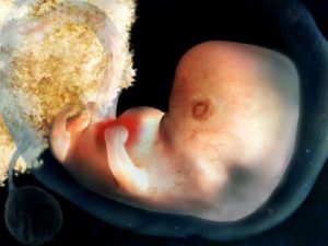 قلب جنین در چند هفتگی تشکیل می شود؟