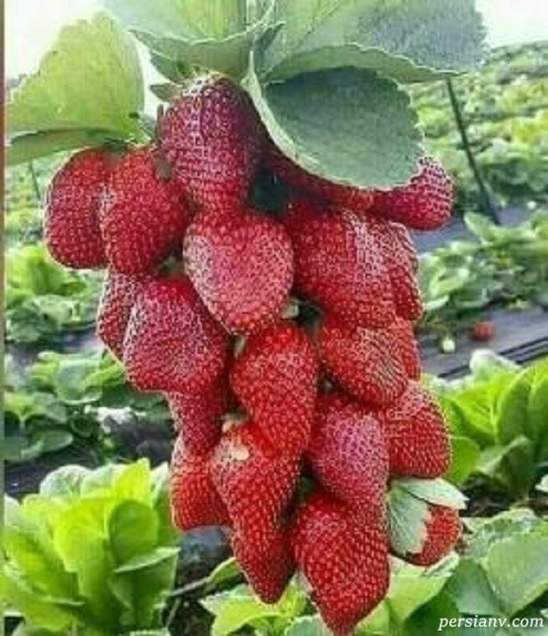 مزایای توت فرنگی در بارداری