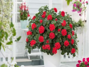 از پرورش و نگهداری گل شمعدانی چه میدانید؟
