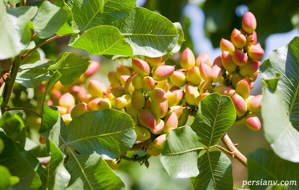 نکات مهم درباره درخت پسته نکات مهم درباره درخت پسته