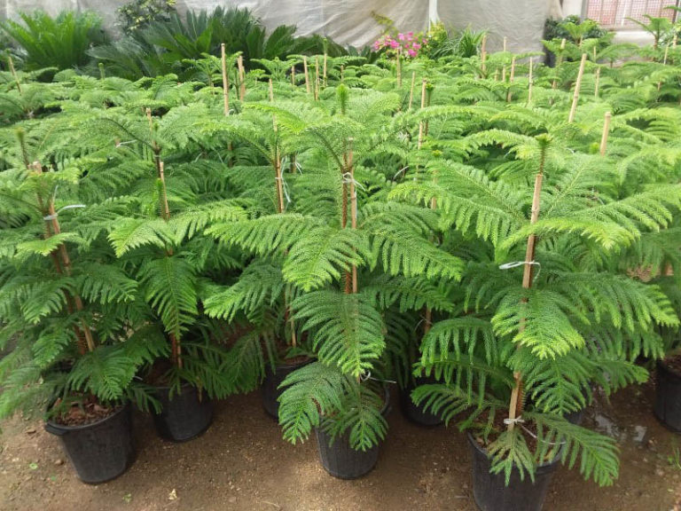 گیاه کاج مطبق و نگهداری و پرورش این گیاه + عکس