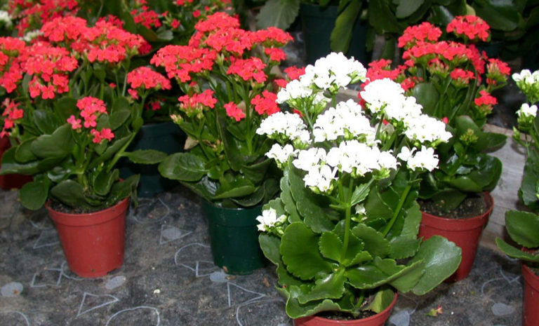 گل کالانکوئه را چگونه پرورش دهیم + عکس