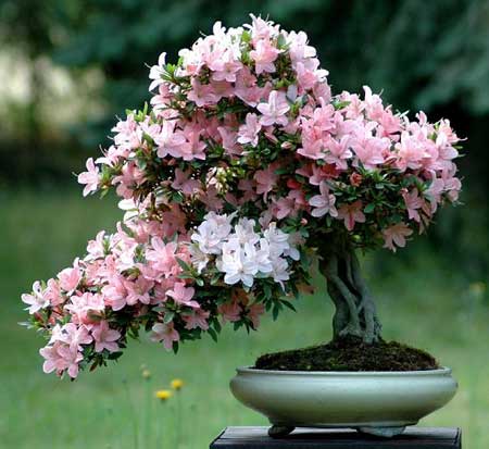گل آزاله