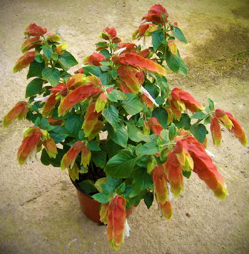 پرورش گل شمعی