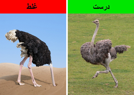 باورهای اشتباه علمی , این که شترمرغ ها زمانی که می ترسند سر خود را در شن ها فرو می کنند اشتباه است باورهای اشتباه علمی