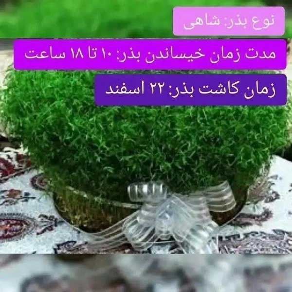 بهترین زمان کاشت شاهی