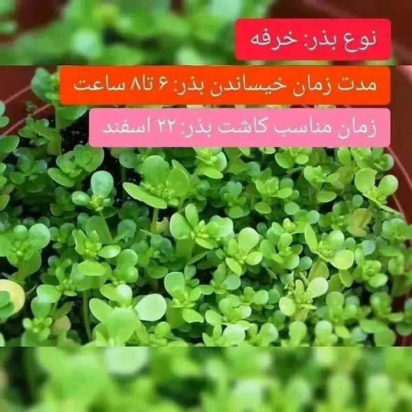 بهترین زمان کاشت خرفه