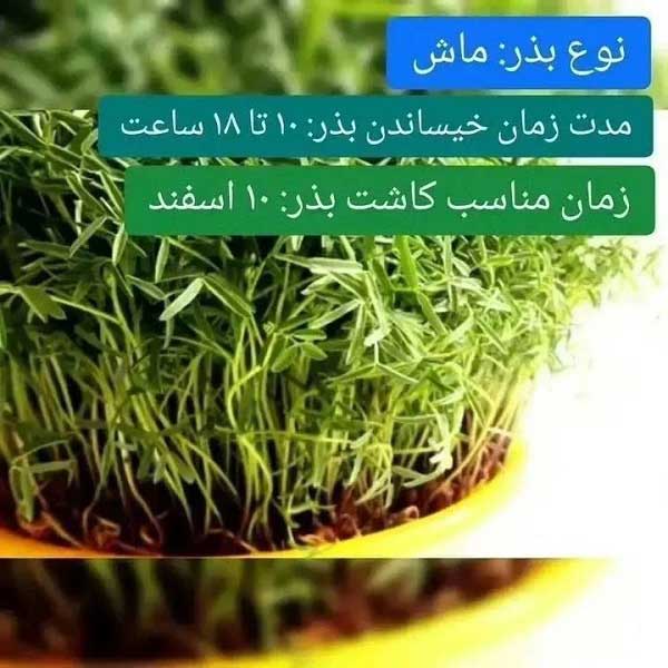 بهترین زمان کاشت ماش