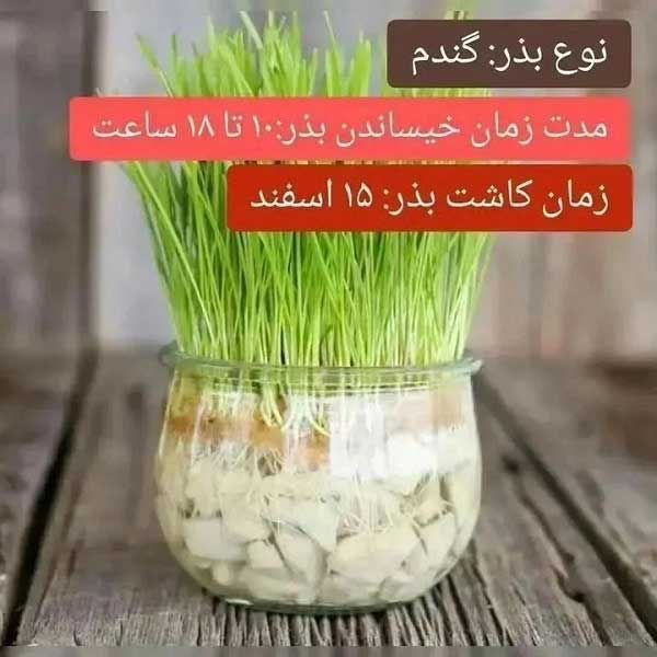 بهترین زمان کاشت سبزه گندم
