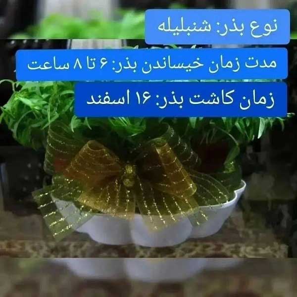 بهترین زمان کاشت شنبلیله