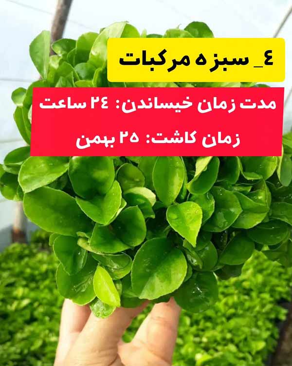 بهترین زمان کاشت سبزه مرکبات