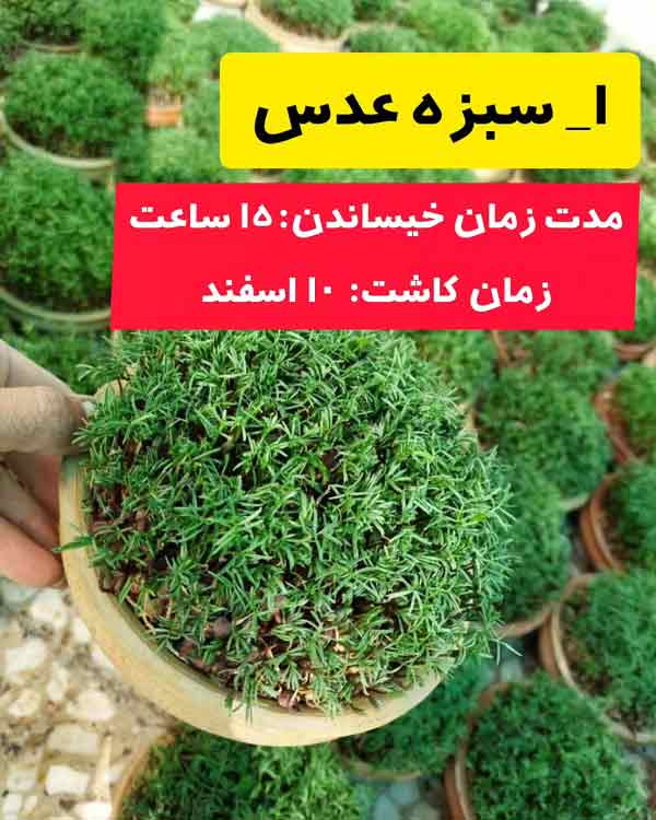 بهترین زمان کاشت عدس