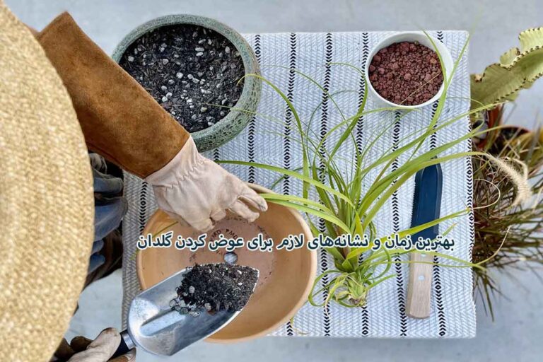 تعویض گلدان گیاهان آپارتمانی ؛ بهترین زمان و نشانههای لازم برای عوض کردن گلدان
