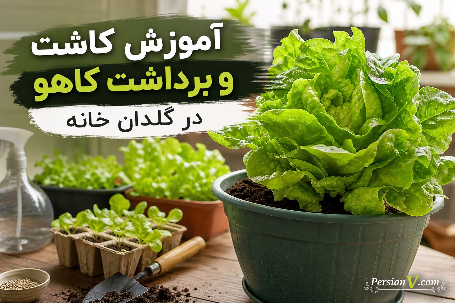 چگونه در گلدان خانه کاهو بکاریم و برداشت کنیم؟ + ویدئو آموزشی