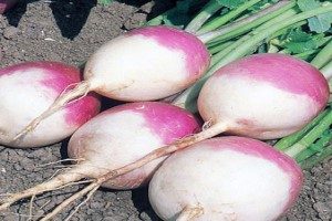 از خواص دارویی شلغم چه می دانید؟