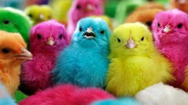 جوجه رنگی برای کودکان