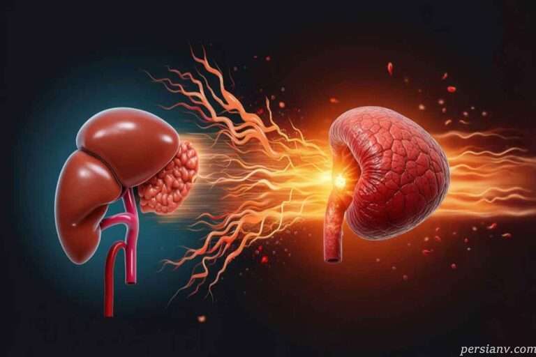 نشانه های کبد چرب ؛ علائم خاموش و لیست مقایسهای ۲۰ داروی برتر کبد چرب (۲۰۲۶)