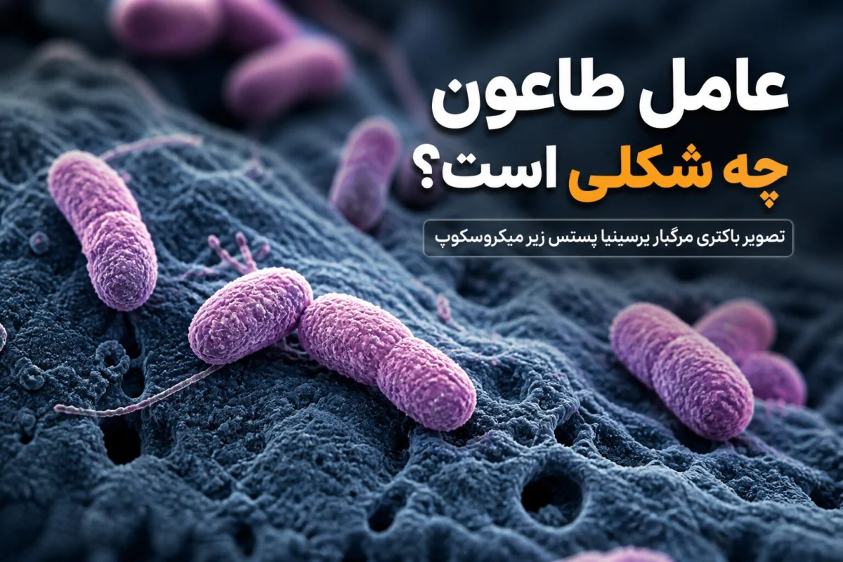 عکس واقعی باکتری طاعون