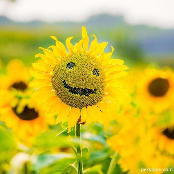 راه های ساده برای جذب انرژی مثبت