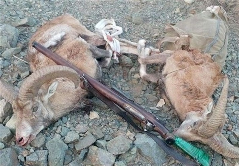 شکارچی آمریکایی