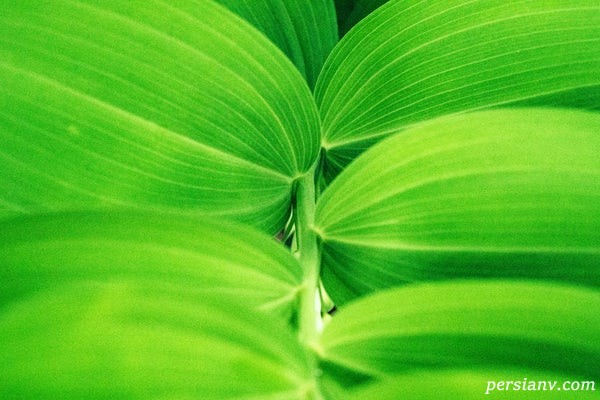 رنگ سال در دنیای مد و لباس