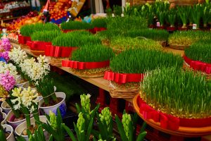 کاشت سبزه عید نوروز