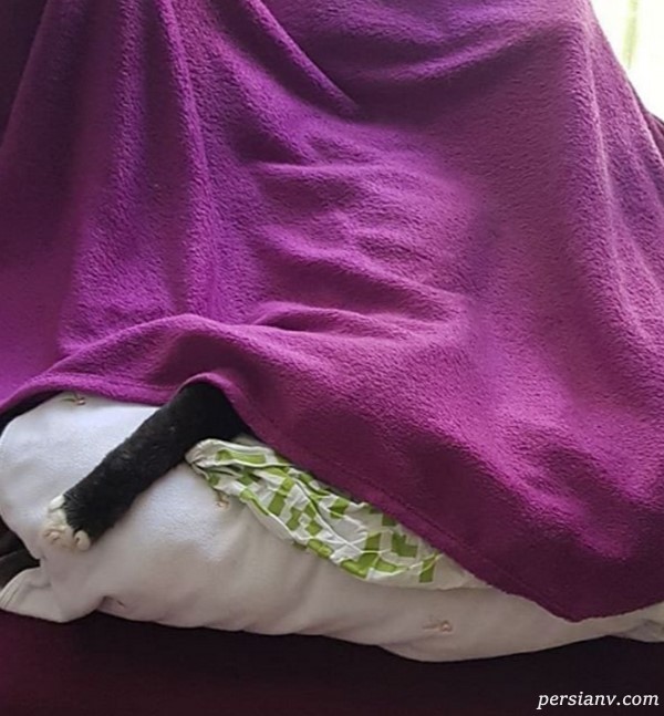 بزرگمهر حسین پور گربه بزرگمهر حسین پور
