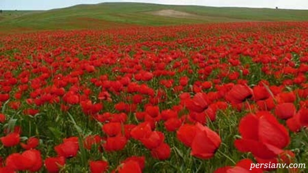 کالپوش