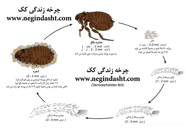 مقابله با کک مقابله با کک