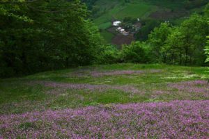 گیلده , روستایی با طبیعتی زیبا و جنگل‌های بکر در شمال ایران