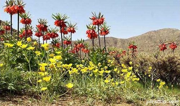 دشت لالههای واژگون دشت لالههای واژگون