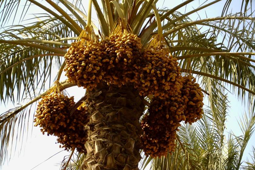 سفر به قشم